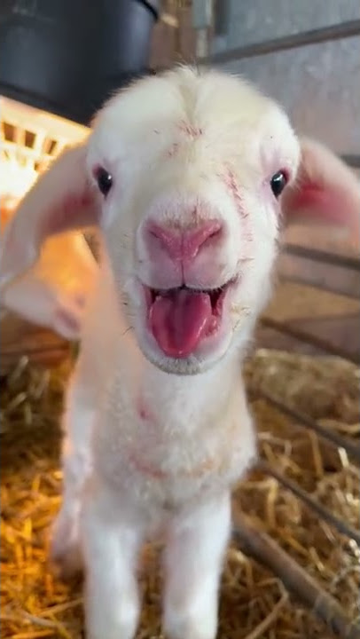 Newborn Lamb is Ready to Party || ViralHog