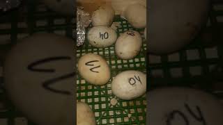 инкубация яиц.#инкубация_яиц #инкубатор#яйца#2024#duck #tiktok #село #ютуб#shortsvideo #shortsvideo