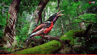 Hummingbird Song Nature Sounds - Relaxing Bird Sounds for Sleeping - Calming Birds Chirping Ambience