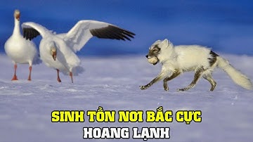 Vùng Bắc Cực Hoang Dã | Khám Phá Thế Giới Động Vật Hoang Dã