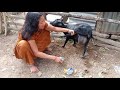goat milking by hand village || goat milking ❤️