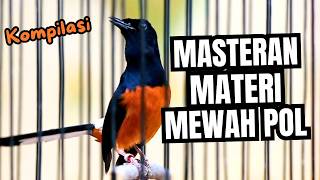 MURAI BATU GACOR FULL ISIAN TEMBAKAN MEWAH SANGAT AMPUH MELATIH MURAI BATU EMOSI BONGKAR ISIAN