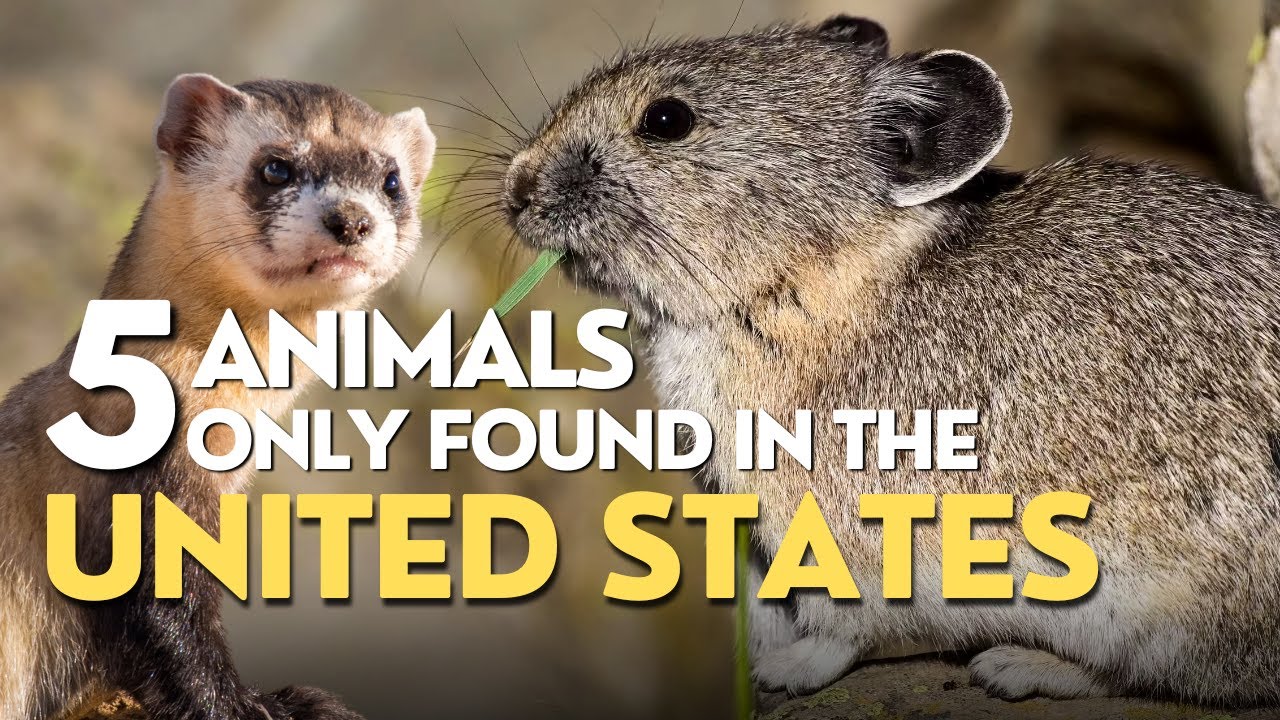 FIVE Animals ONLY Found in the United States 🦬 🇺🇸 - YouTube