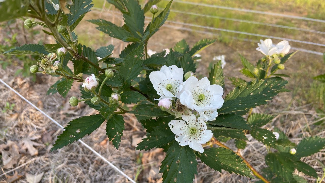 Thornless Blackberries Blooming YouTube