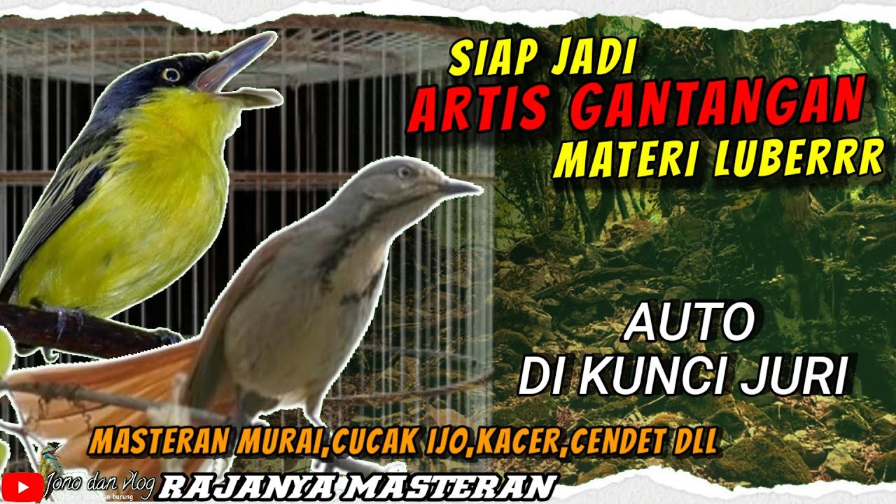 Cara Membaca Karakter Juri Burung agar Penampilanmu Memukau Cara Membaca Karakter Juri Burung agar Penampilanmu Memukau