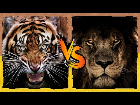 TIGRE vs LION - Qui est le plus puissant des félins