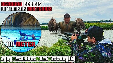 BERBURU BELIBIS BATU | PENUNGGU TAMBAK MISTERIUS❓ POIN MELIMPAH, AA SLUG 13 GRAIN