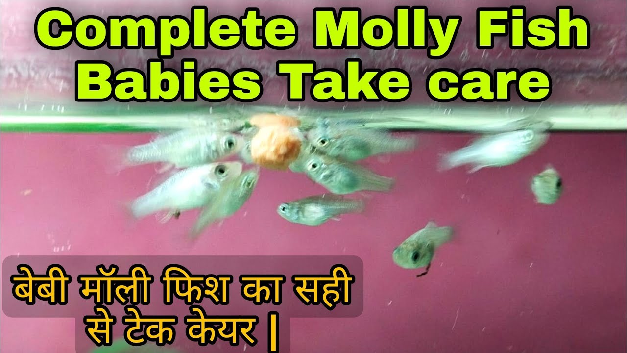 Best way to care Molly Fish Babies Full Explained Baby Molly Fish