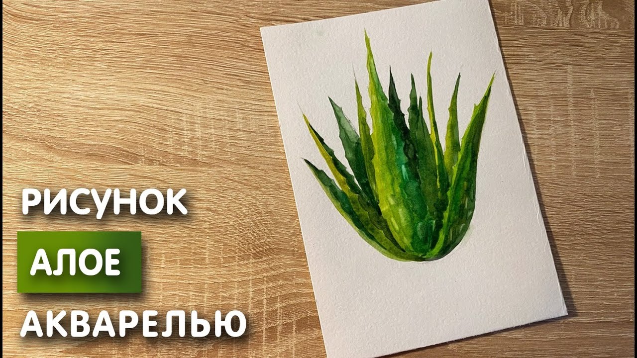 Как нарисовать алоэ карандашом и акварелью начинающим | Рисунок для ...