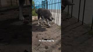 Dog Uncovers A Hidden Gas Leak 😨