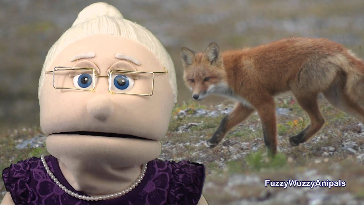 Can a Red Fox Climb Trees YouTube