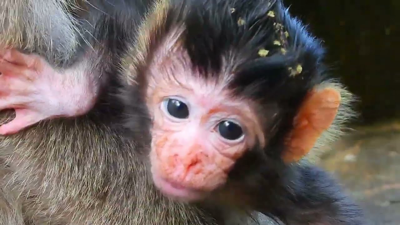 Welcome Natural the first Baby monkey Lovely Face Cute 