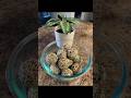 Sugarfree Dry Fruits Ladoo Recipe #shorts #food #cookingshorts #recipe