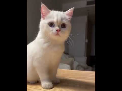 беленький котёнок икает.