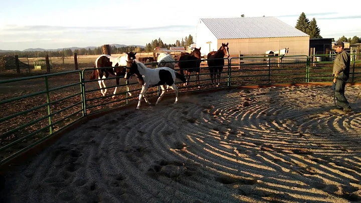 Paco lunging part 2