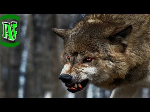 საინტერესო ფაქტები ცხოველთა სამყაროდან