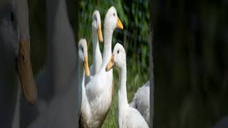 Quacking Secrets: Unveiling the Astonishing Vocal Repertoire of Ducks