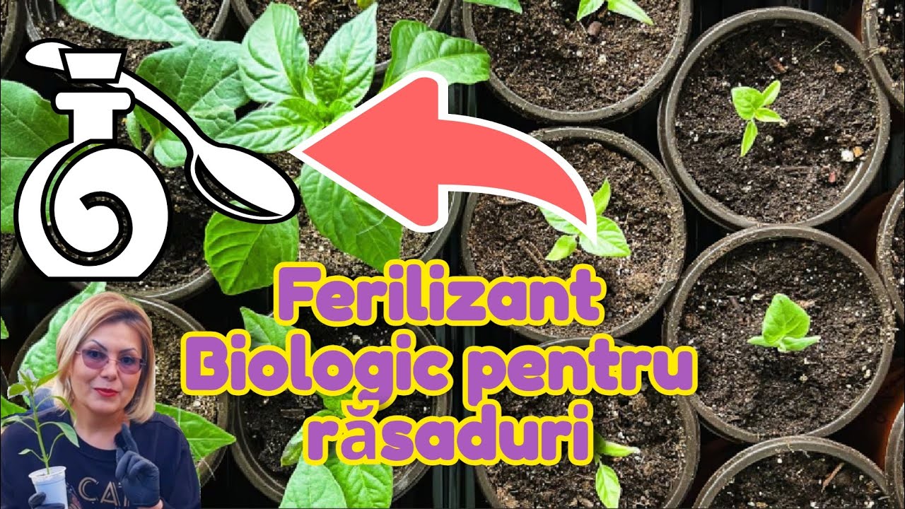 Doar 1 lingură de acest preparat la 1 l de apă,  și răsadurile vor fi groase, verzi și dezvoltate🌱🌱🌱