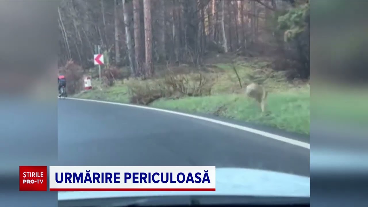 Biciclist urmărit de un lup, pe șoseaua care coboară din Poiana Brașov