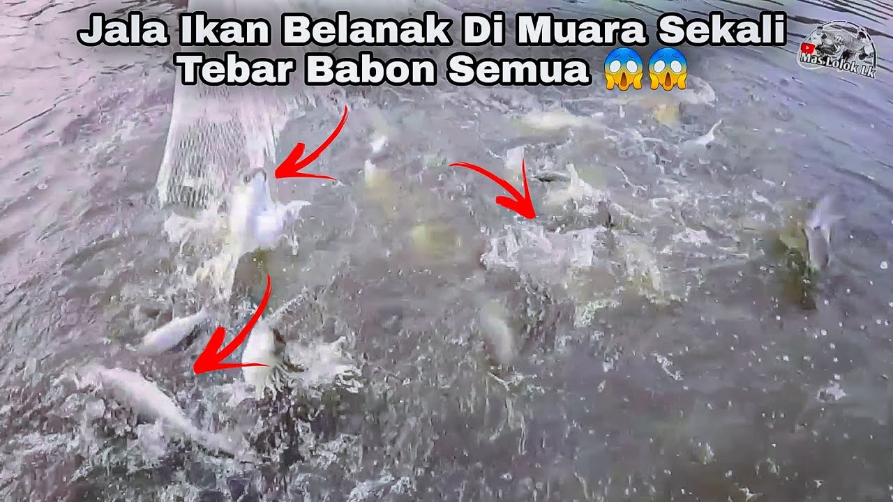 Jala Ikan Belanak Di Muara Sekali Tebar Dapat Babon Semua || Best Net ...