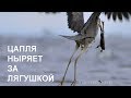 Серая цапля (Ardea cinerea) | Film Studio Aves