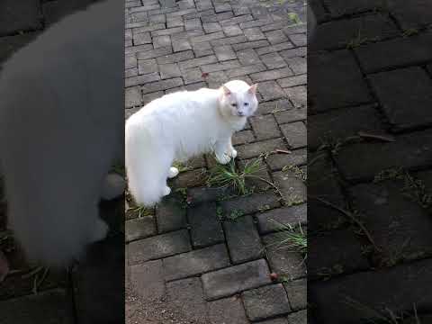 white #cat #pet  #animal #adoreble