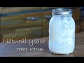 ホシノ天然酵母 生種の起こし方 Natural yeast Recipe Tedo's Kitchen