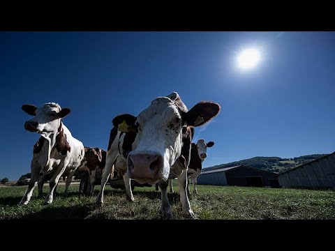 Canicule : des ventilateurs géants pour rafraîchir les vaches