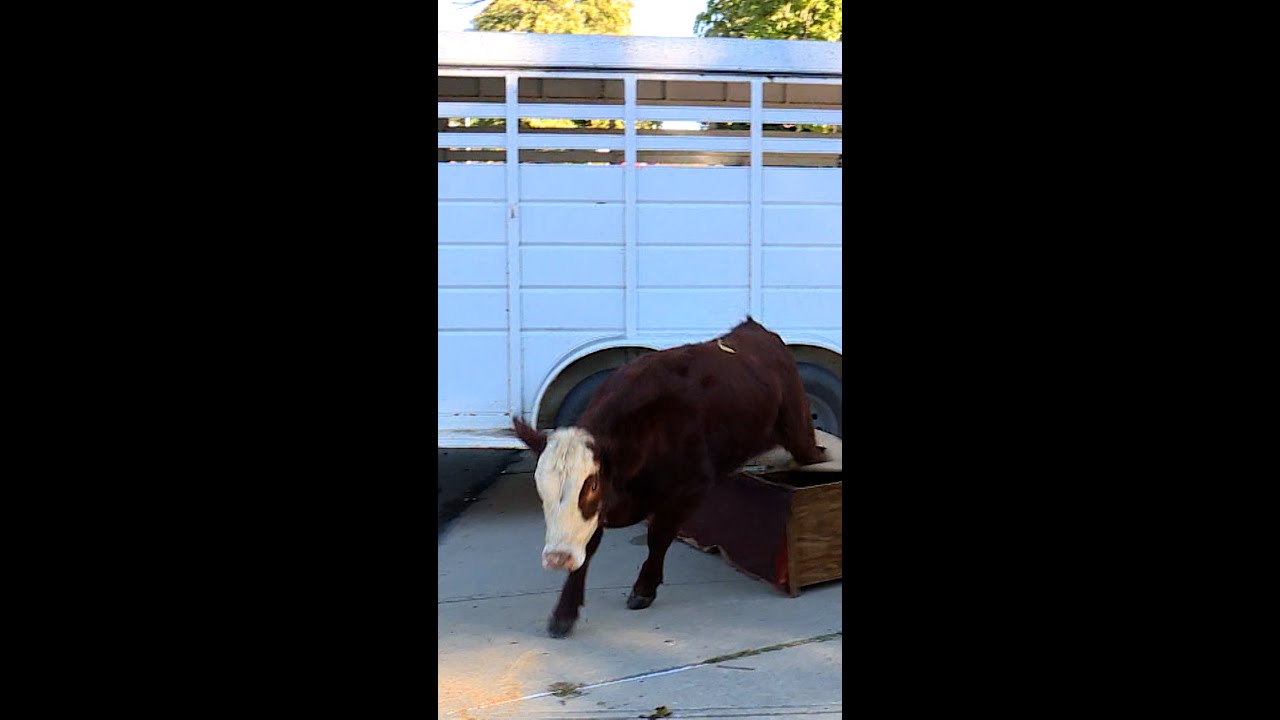 Cattle set loose after truck crashes on Kansas City highway Cattle set loose after truck crashes on Kansas City highway