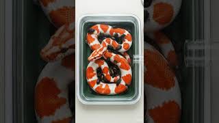 Dermestid Beetles Cleaning Process on Snake Specimen | Lab Experiment