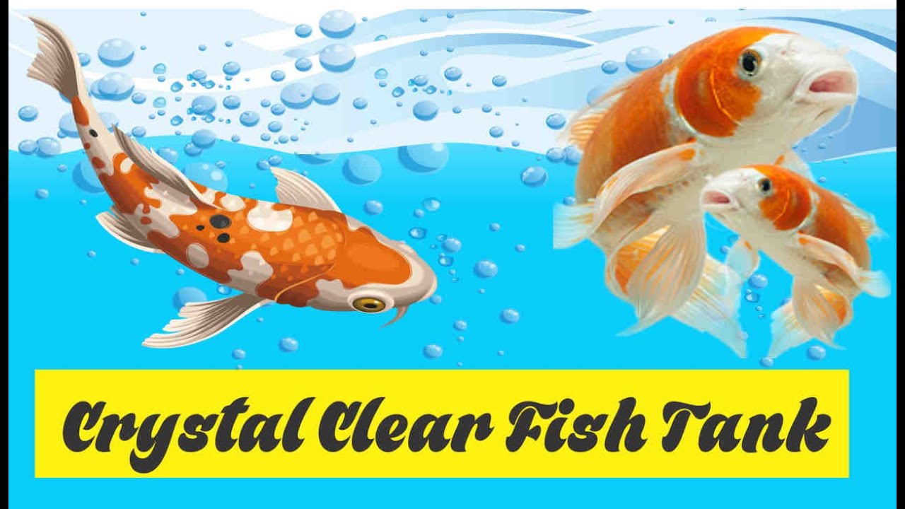 How do I make my Fish Tank Water Crystal Clear - Koi Kompanion - Koi Pond  Design, Installation and Supplies and Lawn Care Services
