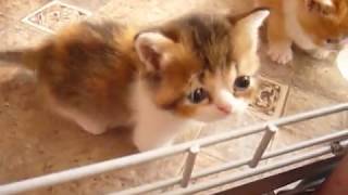 манчкин котята ПРОДАЮТСЯ ! манчкин котята ПРОДАЮТСЯ !
