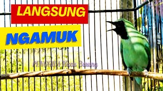 CUCAK IJO ANDA DIDEKATKAN SEBENTAR SAJA AUTO NGAMUK ‼️