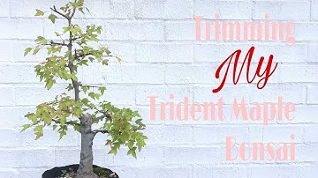 How to - Pruning my Trident Maple Bonsai