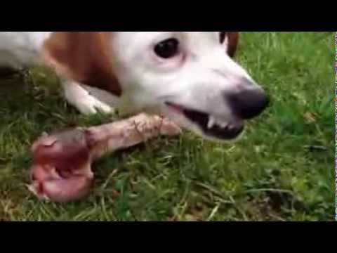 dog growls with bone