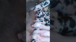 Leitão Novinho Mamando Na Sua Mãe