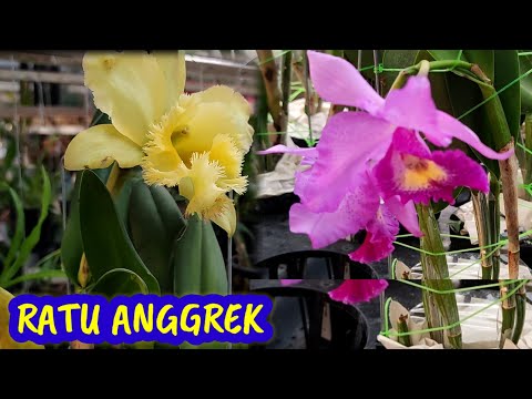 Video: Anggrek (Orchidaceae), Jenis Dan Dasar-dasar Teknologi Pertanian