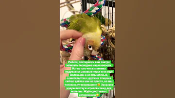 Милый птенчик попугай Пиррура❤️