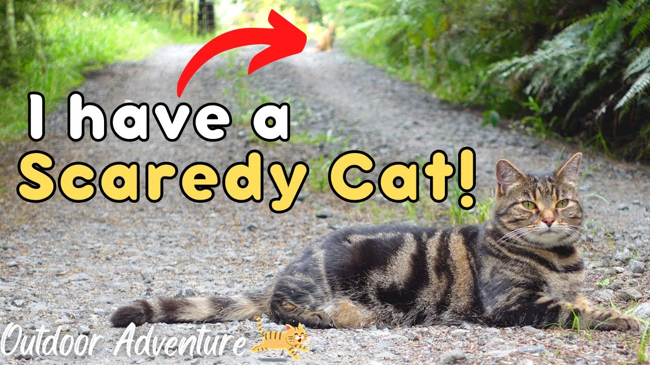my-cat-ran-away-when-he-saw-our-neighbour-cc-youtube