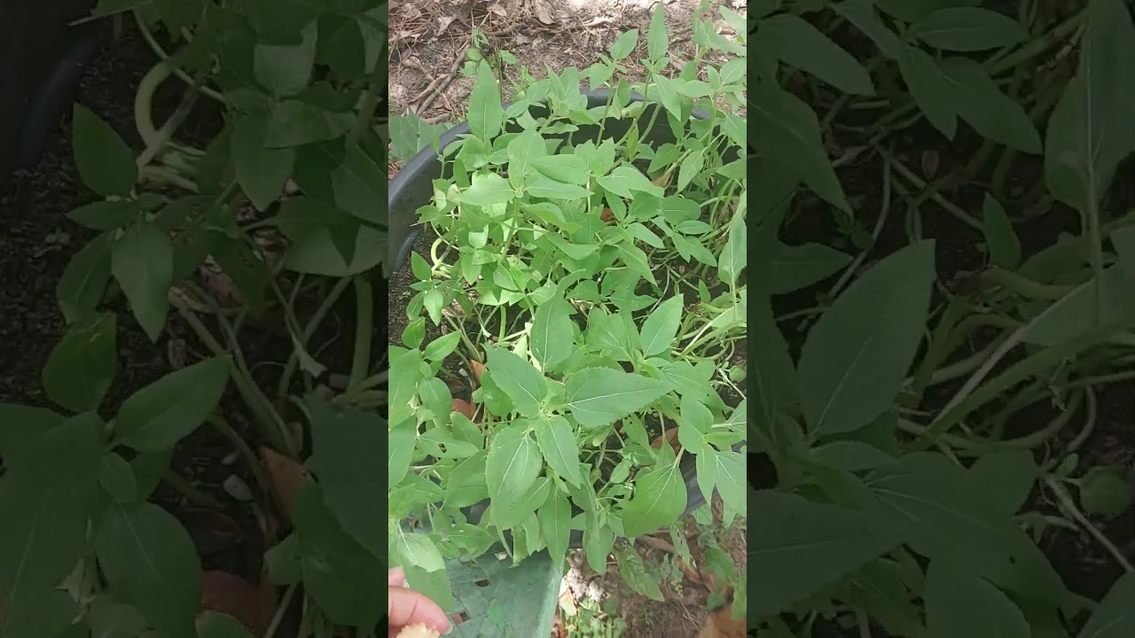 oiii gente bom dia deixa o like gente😉