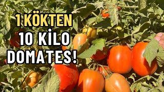 Bi̇r Kökten Nasil 10 Ki̇lo Domates Aldik (Bu Bitkiyi Temmuz Krizinden Nasıl Kurtardık?)