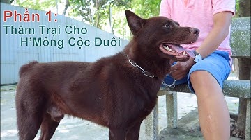 P1: Thăm Trại Chó H