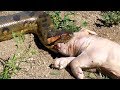 Anaconda Grabs and Swallows Pig in Outside Enclosure