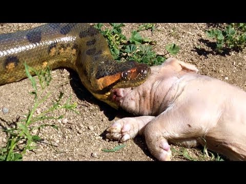 Video: Ang reticulated python ay ang pinakamalaking ahas sa mundo