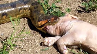 Anaconda Grabs and Swallows Pig in Outside Enclosure