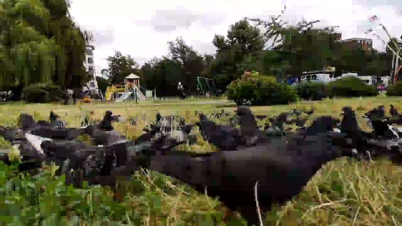 The Hidden Rhythm of City Birds | Park Time Lapse
