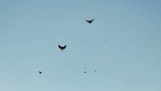 видео: Полтава привет.Николаевские голуби. картинка: Полтава привет.Николаевские голуби.