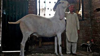 Biggest Bakra In Punjab Ismail Goat Farm World Biggest Goat Part 3 , 210 KG @HSN Entertainment