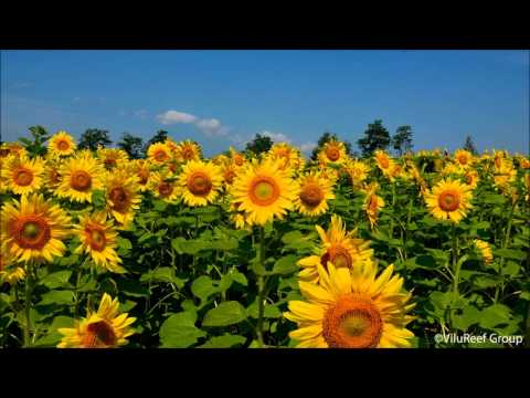 【日本の夏の音】川のせせらぎとミンミンゼミ8時間版