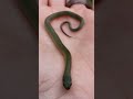 Baby Smooth Green snake